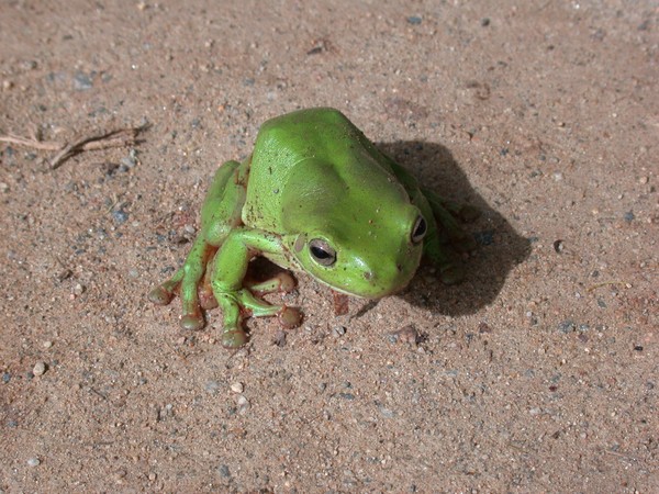 Green Frog
